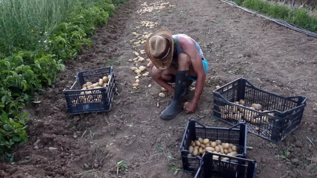 Micro μ 2025 Green Garden 1