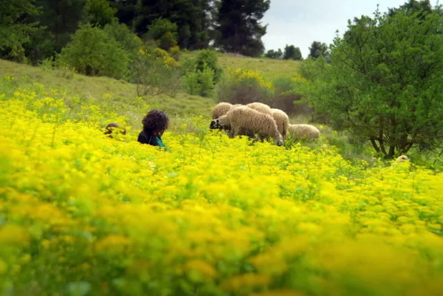 Micro μ 2025 Κορίτσια και Προβατα 2