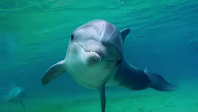 Dolphin Man 2017 08