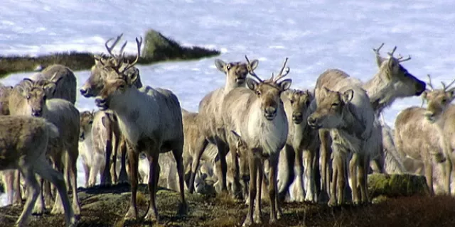 The Snow Cave Man Image9