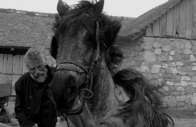 Turin Horse 2011 08